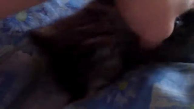 Кот по имени КРЫМ!!! смотреть онлайн