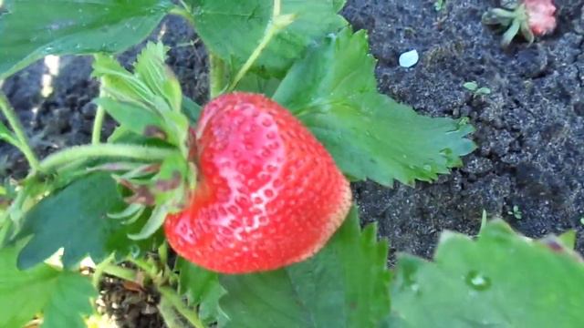 Земляника сорта Нанди - раскрытие новых сортов. 2 - ой год плодоношения. смотреть онлайн