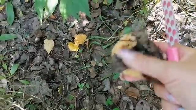 За час 4 ведра ГРУЗДЕЙ. 9 августа смотреть онлайн