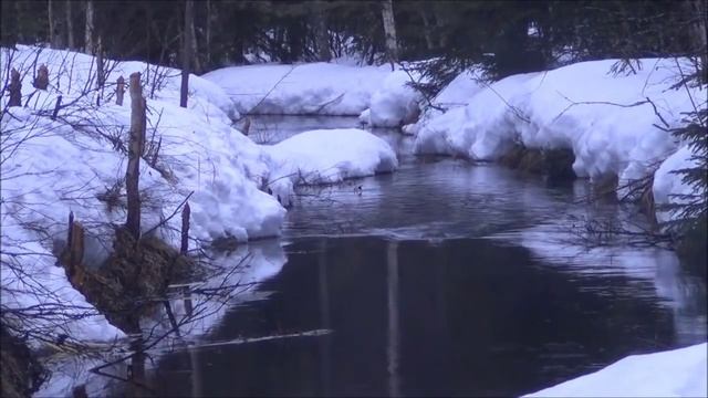 Охота на бобра в финляндии (зима) смотреть онлайн