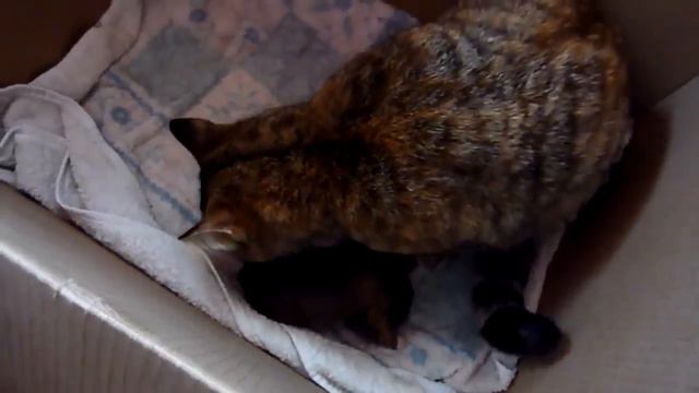 Кошке подбросили щенка питбуля смотреть онлайн