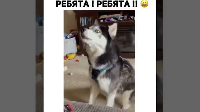 РЕБЯТА!! РЕБЯТА!! РЕБЯТА!! смотреть онлайн