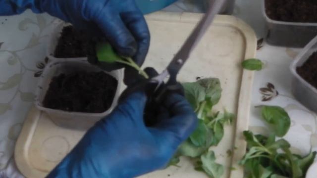 КАЛЬЦЕОЛЯРИЯ . ОПЫЛЕНИЕ ЧЕРЕНКОВАНИЕ ПЕРЕВАЛКА - ВСЕ В ОДНОМ РОЛИКЕ смотреть онлайн