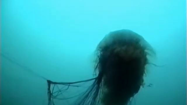 цианея смотреть онлайн