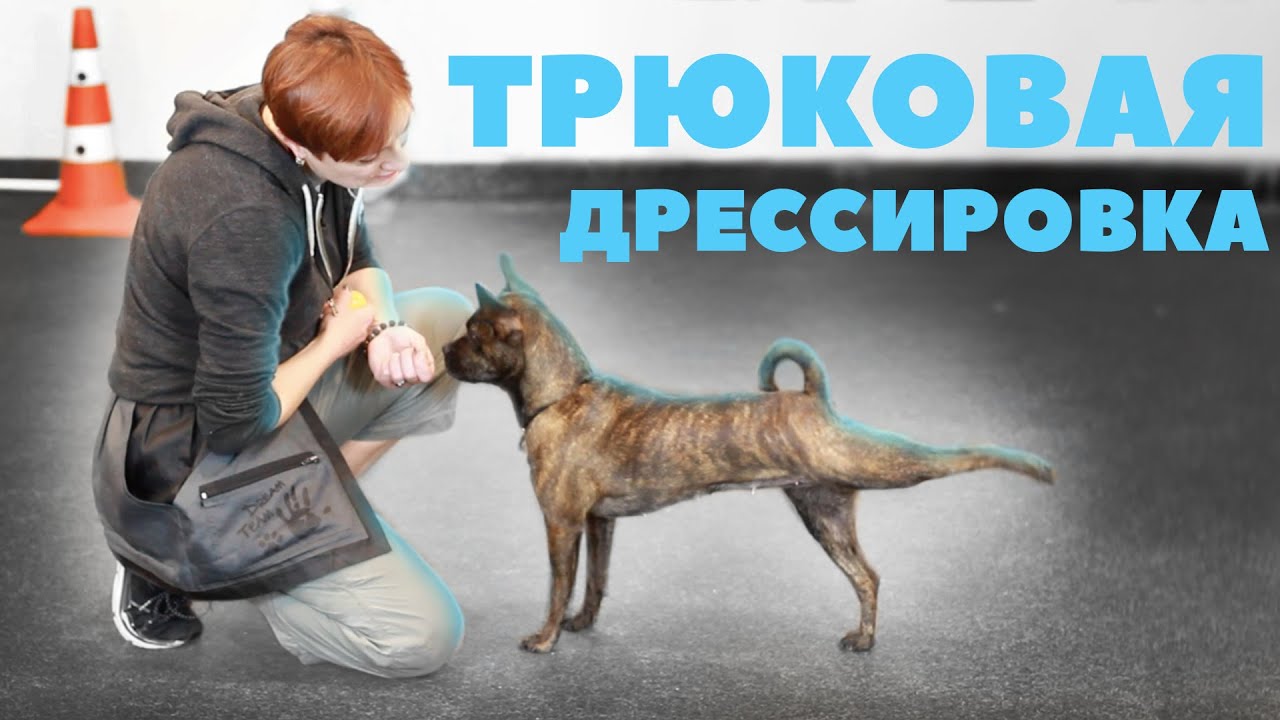 Трюковая дрессировка - Как собаки выполняют трюки - Польза трюковой дрессировки смотреть онлайн