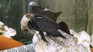 Альтолампрологус кальвус блэк пикторал на икре сразу 2 самки
