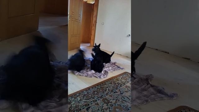 Шотландский танец в исполнении шотландского скотч-терьера смотреть онлайн