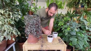 Размножение церопегии