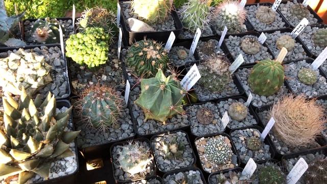 How to keep your cacti and succulents from scorching/ sun burn смотреть онлайн