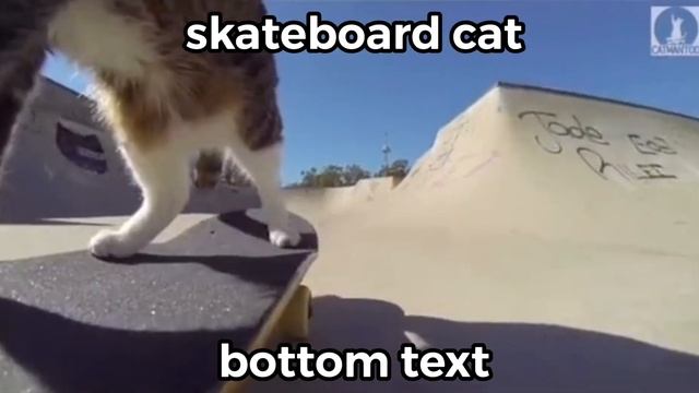 Skateboard cat (meme) смотреть онлайн