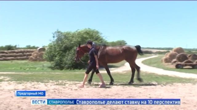 Кони в яблоках, кони серые: элитных лошадей разводят на Ставрополье смотреть онлайн