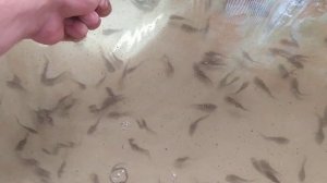 Корм для малька осетра в узв, гранулированный.