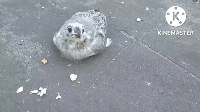 Всё за 2022 года. птицы и животные. Московская область. Павловский посад. смотреть онлайн