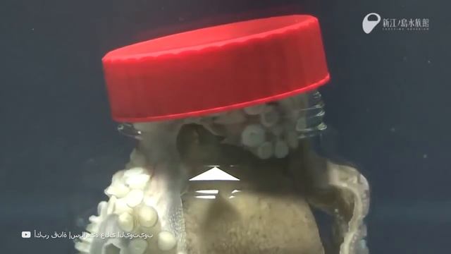 15 Случаев, Когда Животные Удивили Людей смотреть онлайн