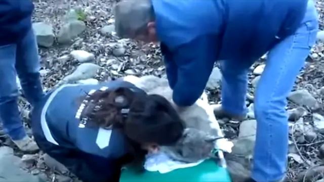 Израненный волк стоял в ледяной воде, не имея сил выбраться на сушу...и мысленно прощался с жизнью смотреть онлайн