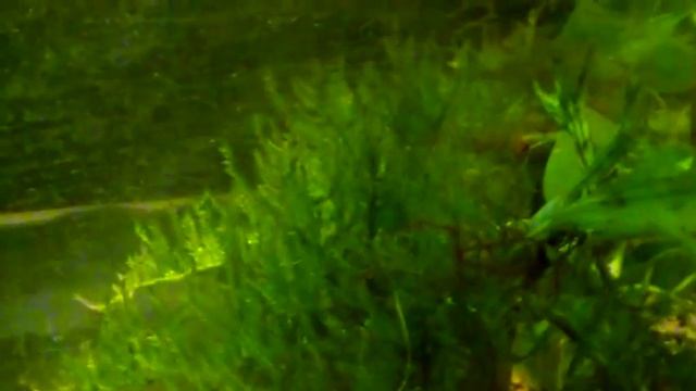 Aquarium. Мхи и папоротник. смотреть онлайн