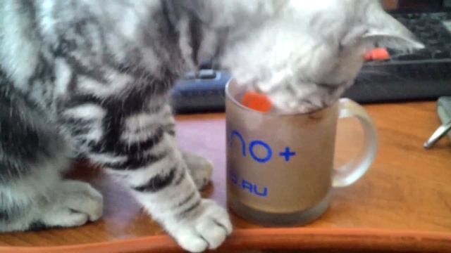 Филя любит кофе с молоком.