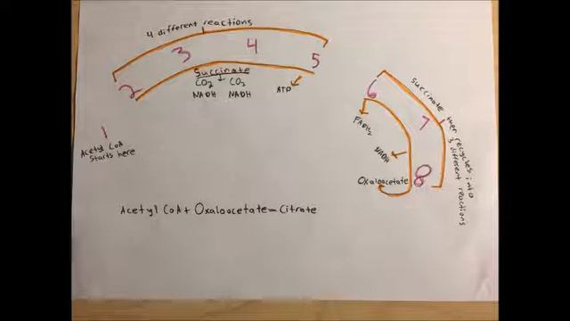 Citric Acid Cycle- Roy Estrada смотреть онлайн