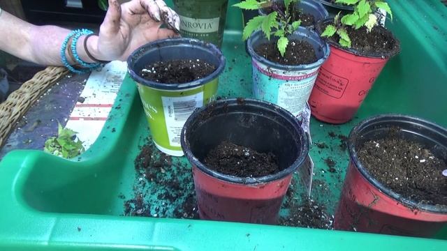 Potting Up My Propagated Coleus Plants For The Garden смотреть онлайн