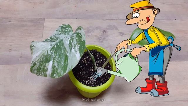 Монстера пестролистная смотреть онлайн