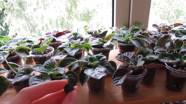 Уникальная Подкормка Для Активного Роста ФИАЛКИ, ГЕРАНИ И Др. Цветов смотреть онлайн
