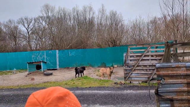 Лысые немецкие овчарки сами приносят миски для еды