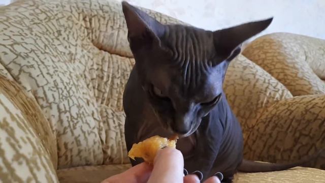 Сфинкс Диор ест персик))) смотреть онлайн