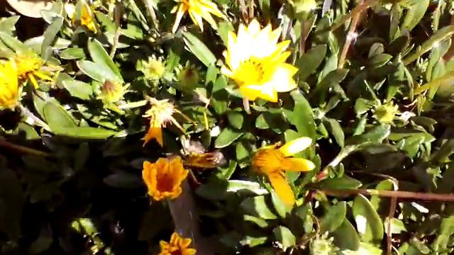 Experience AVICMEL 1: Gazania Rigens Yellow in St Albans 21/09/2017 смотреть онлайн