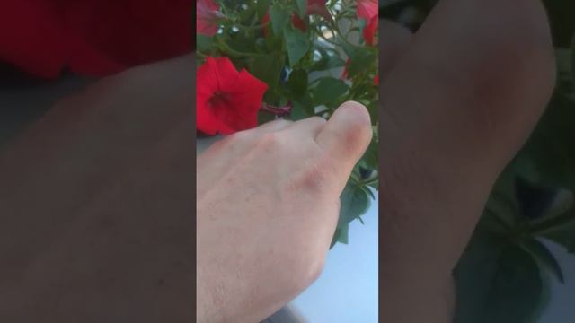 Щоб ПЕТУНIЯ квiтла безперервно!!! смотреть онлайн