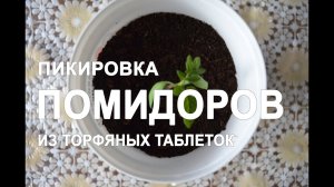 Пикировка помидоров из торфяных таблеток