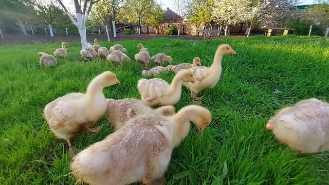 про виноградник,огород и гусят смотреть онлайн