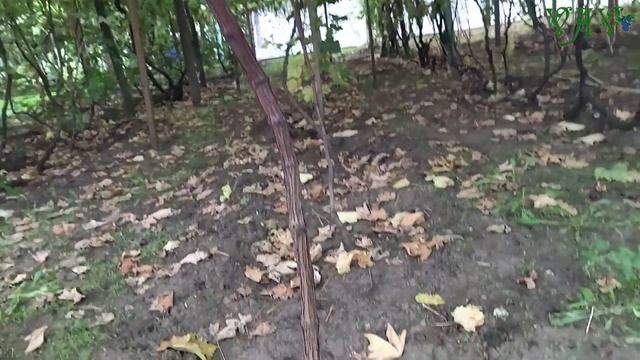 Виноград на перголе у Николая Камерзана. Часть II смотреть онлайн