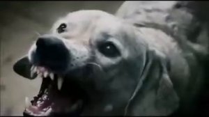 Подпольные бои собак против людей