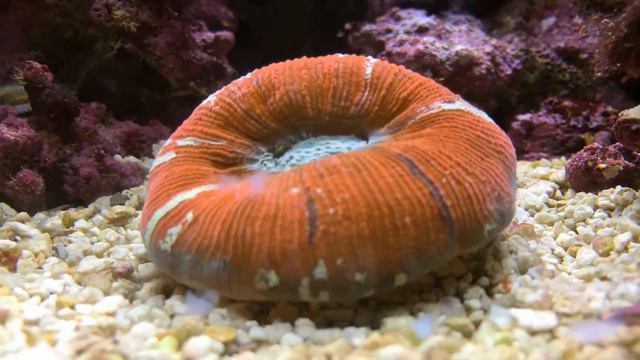 NanoReefAquarium - Trachyphyllia coral eating timelapse смотреть онлайн