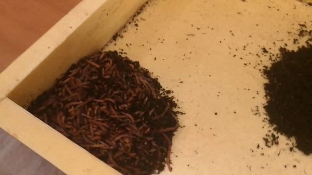 ПРОСЕЙКА МАТОЧНОГО ЧЕРВЯ И ОТБОР КОКОНОВ смотреть онлайн