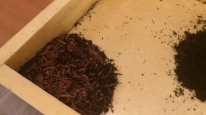 ПРОСЕЙКА МАТОЧНОГО ЧЕРВЯ И ОТБОР КОКОНОВ