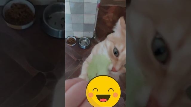 Травоядная кошечка ? Ест все виды салатов? смотреть онлайн