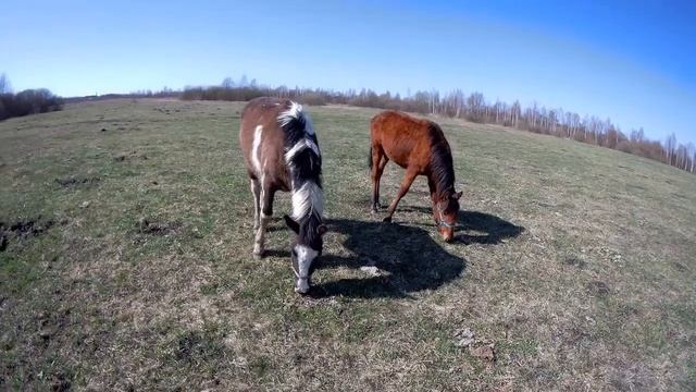 Маленький сюжет Заимка на Масловке г Карачев. Съёмка на экшен камеру sjcam sj6 legend смотреть онлайн