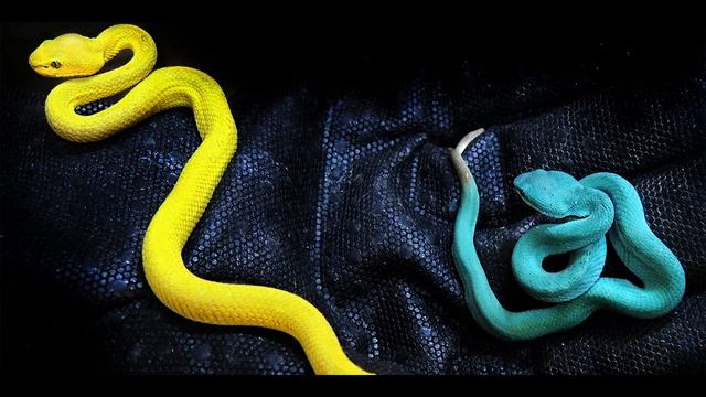 Куфия желтая смотреть онлайн