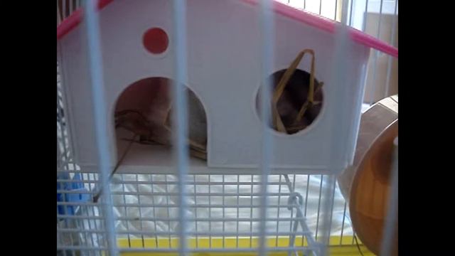 Хомяк и сено/ Hamster and hay смотреть онлайн