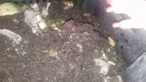 Калифорнийский червь, проверяем его аппетит