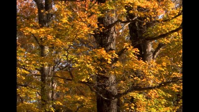 Листьями пошуршать смотреть онлайн