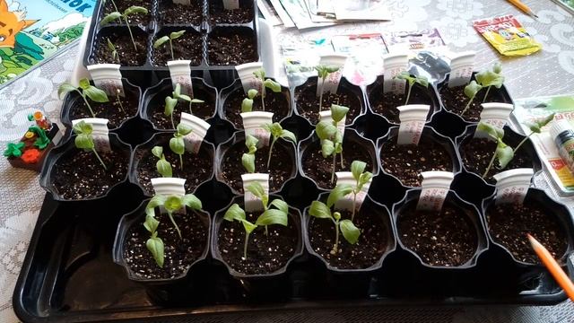 Рассада баклажан. Начало эксперимента по пробуждению семян Энергеном и HB-101. смотреть онлайн