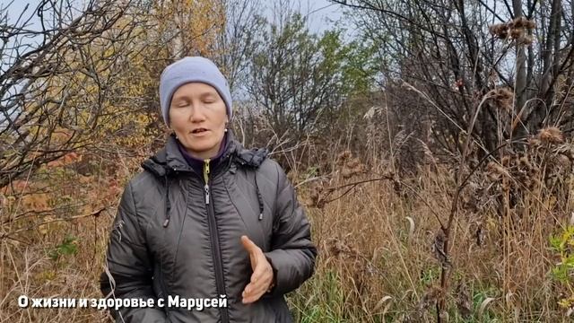 КАК БЫТЬ ЗДОРОВЫМ ? КОРЕНЬ ДОЛГОЛЕТИЯ ЛОПУХ БЕСЦЕННЕН В ТИБЕТЕ ЯПОНИЯ КИТАЙ @natureMarusya смотреть онлайн