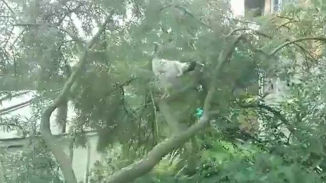 Гилянская курочка помогает собирать облепиху смотреть онлайн