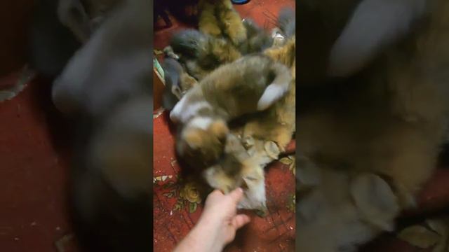 Охотничья собака смотреть онлайн
