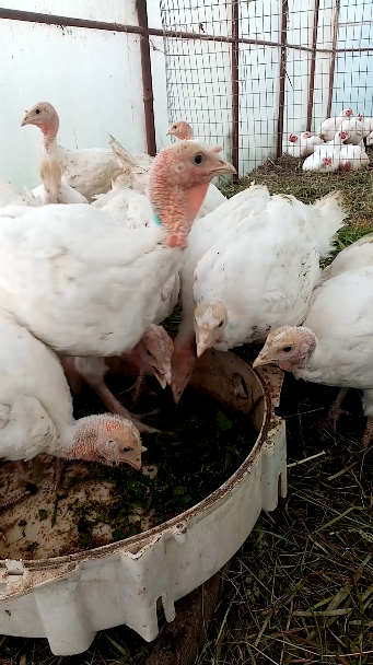 Хайбрид Конвертер - бройлерный индюк до 30 кг. смотреть онлайн