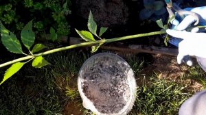 Черенкование посконника.   Это просто!