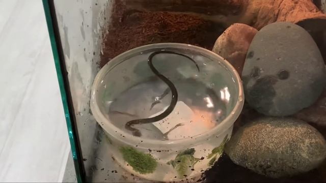 Первая охота ужа ?? смотреть онлайн