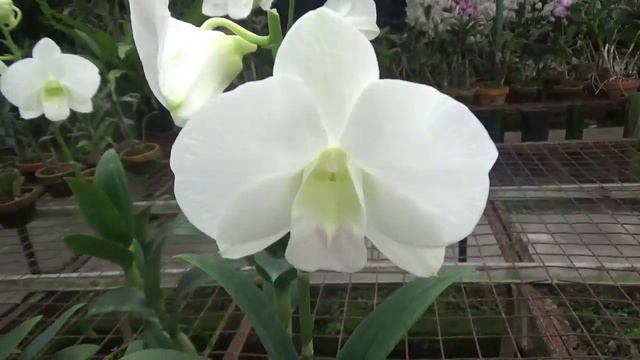 Anggrek Dendrobium Burana White смотреть онлайн